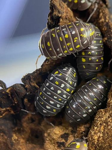 Armadillidium Frontetriangulum Isopods